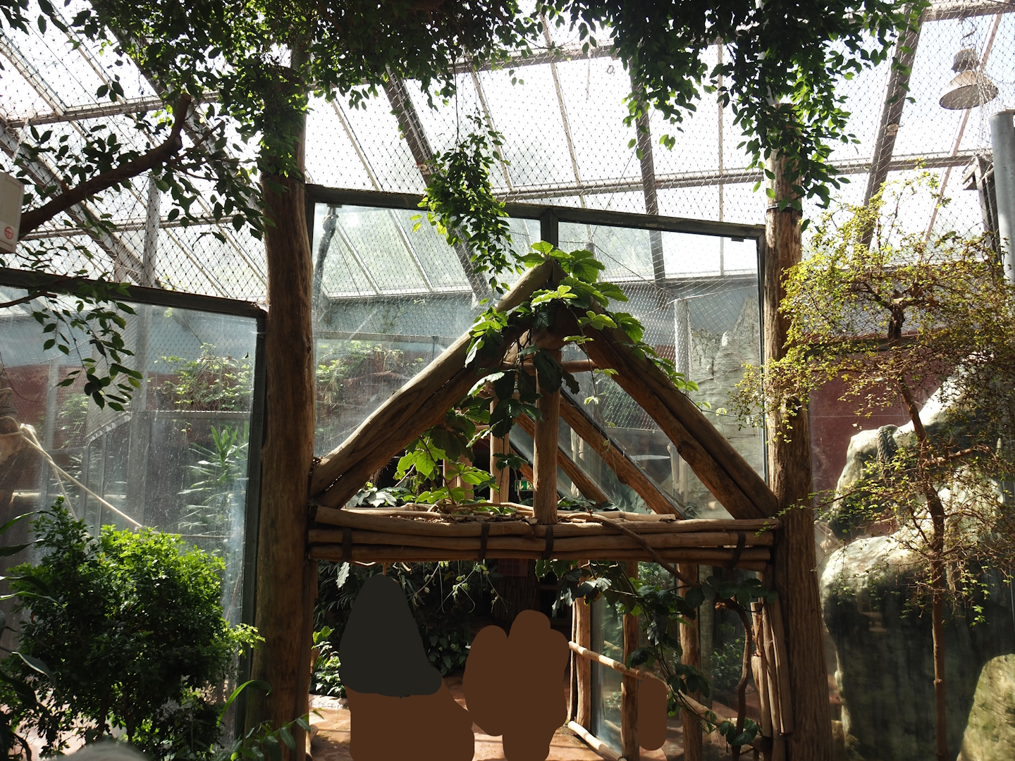 Dschungel Abenteuer - Visitor walkway and chimpanzee crossing between indoor exhibits, 2024-08-05