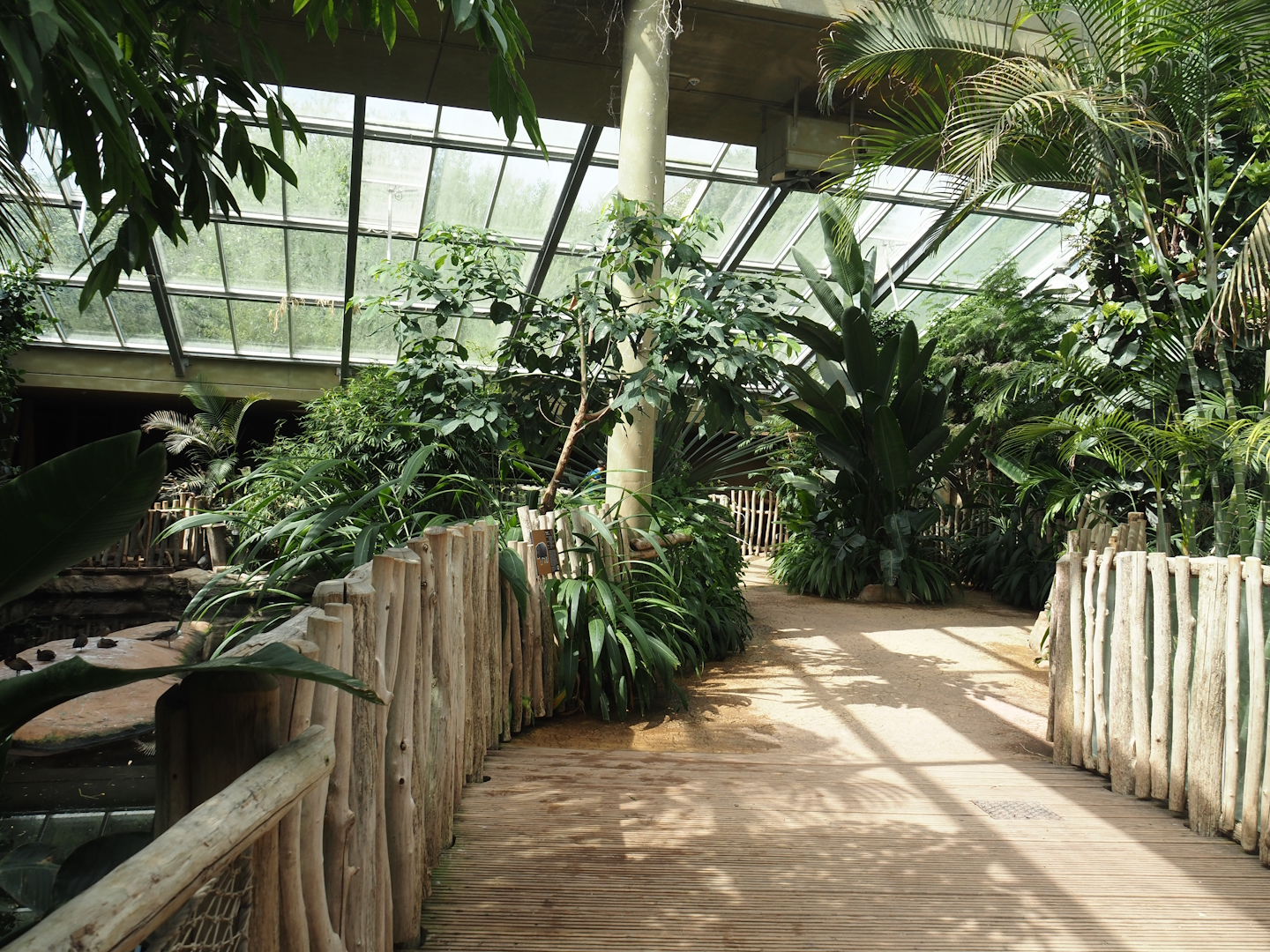 Dschungel Abenteuer - Walkway and Large hippopotamus indoor exhibit in area with free-ranging birds, 2024-08-05