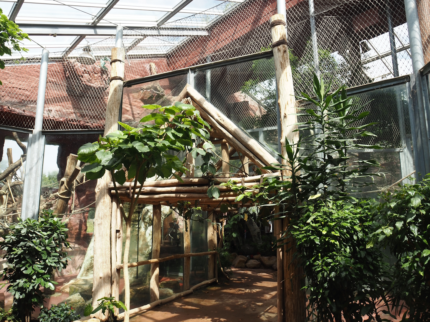 Dschungel Abenteuer - Walkway in area with chimpanzee indoor exhibits and chimpanzee crossing, 2024-08-05