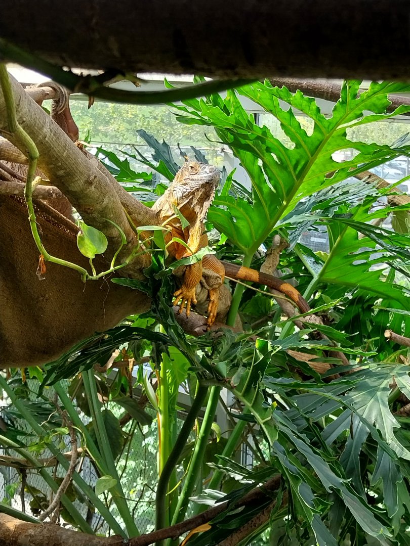 Dschungelhaus - Green iguana (Iguana iguana)