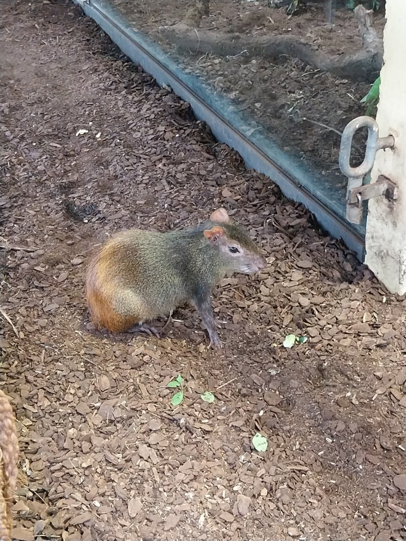 Dschungelhaus - St Vincent agouti (Dasyprocta leporina albida)