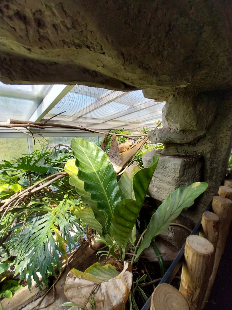 Dschungelhaus upper floor