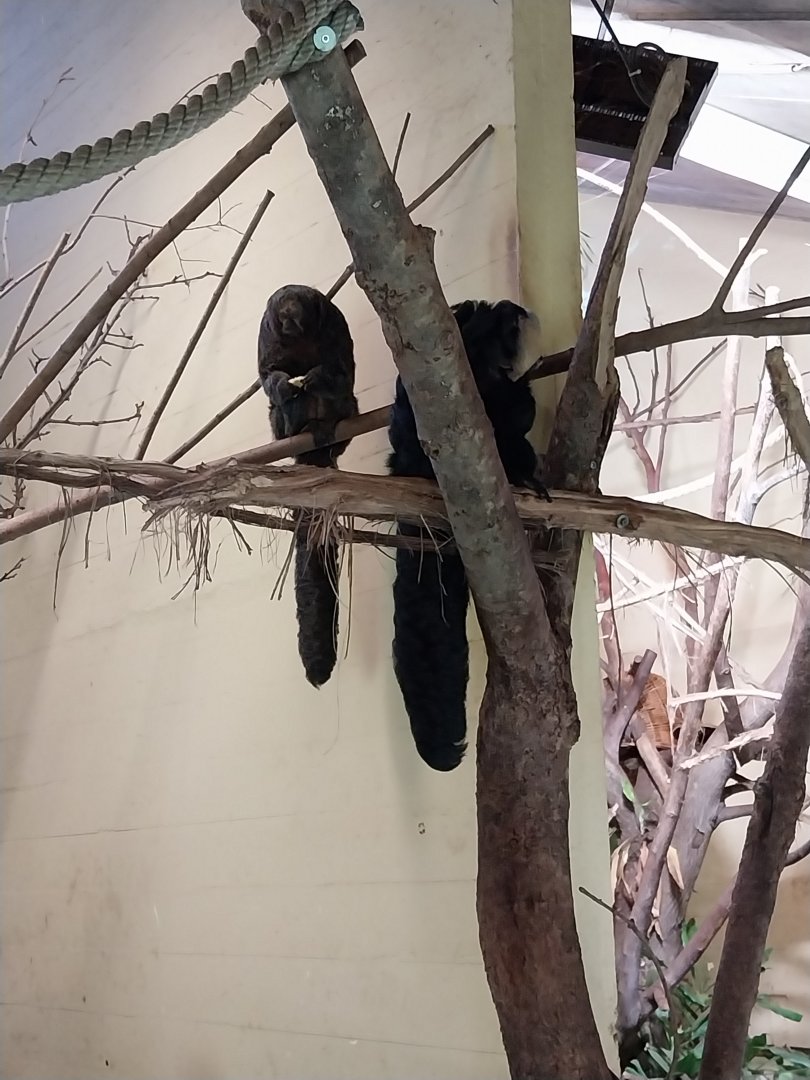 Dschungelhaus - White-faced saki (Pithecia pithecia)