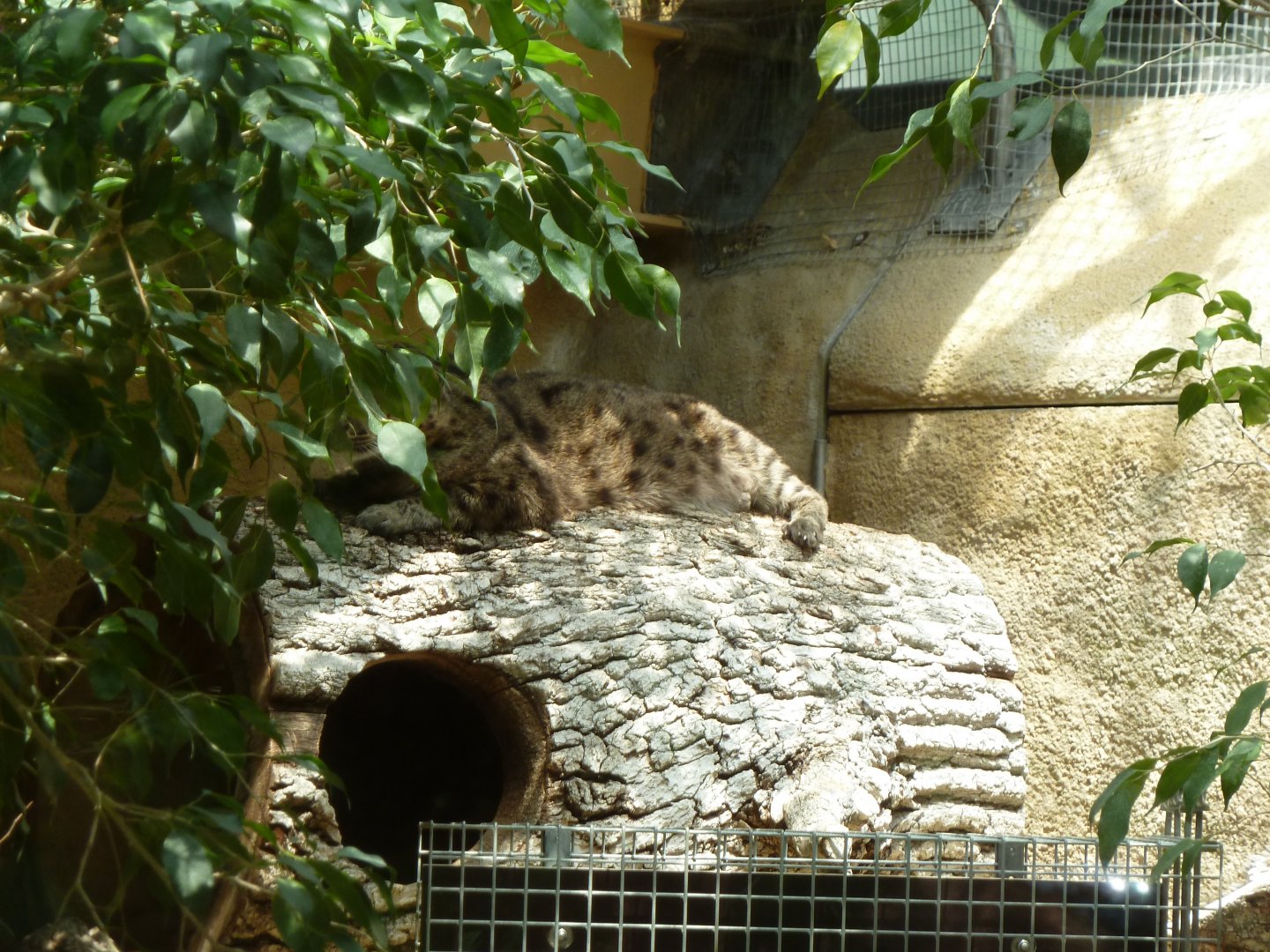 Dschungelwelt - Fishing cat - Prionailurus viverrinus