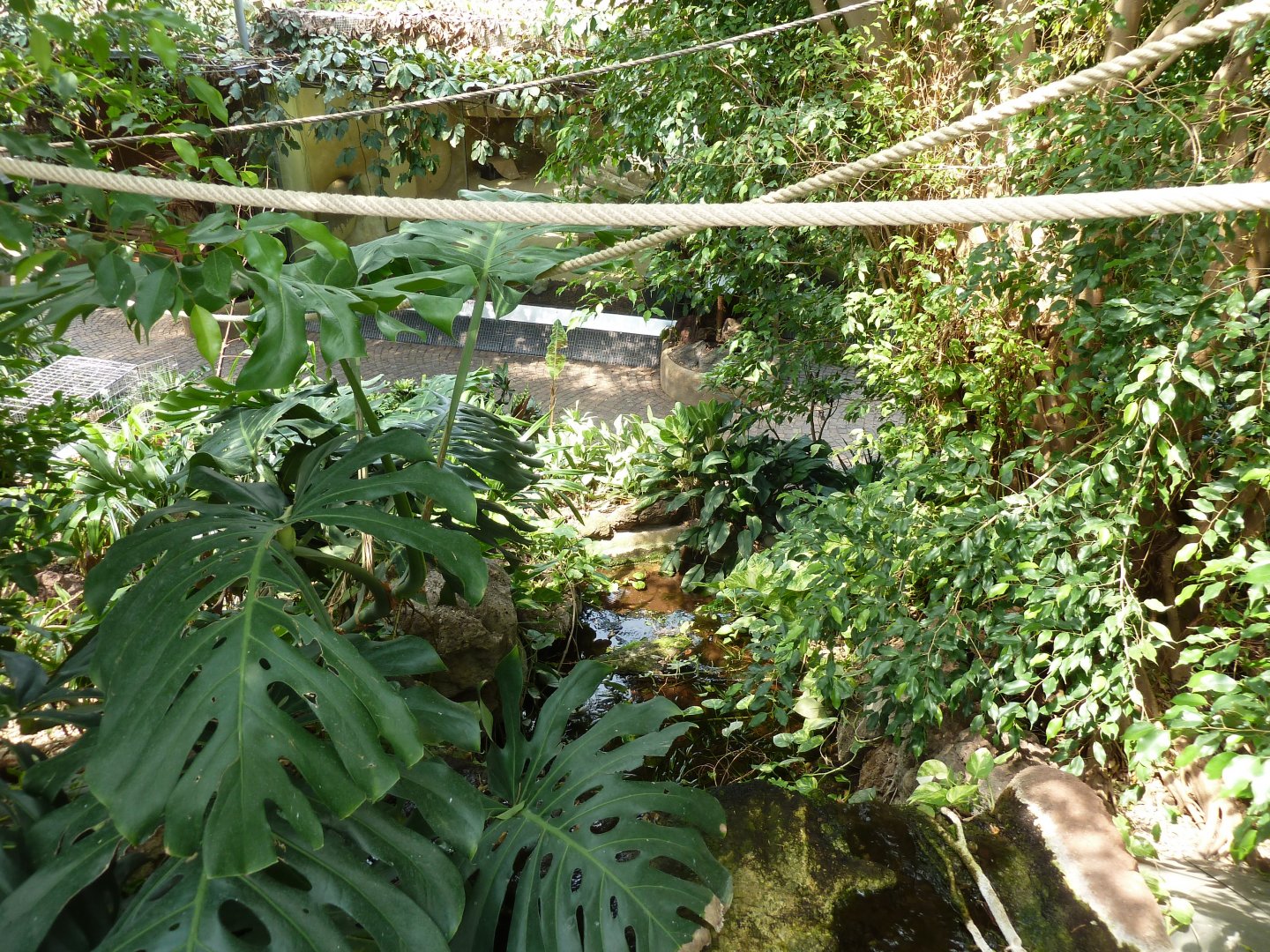 Dschungelwelt - General view