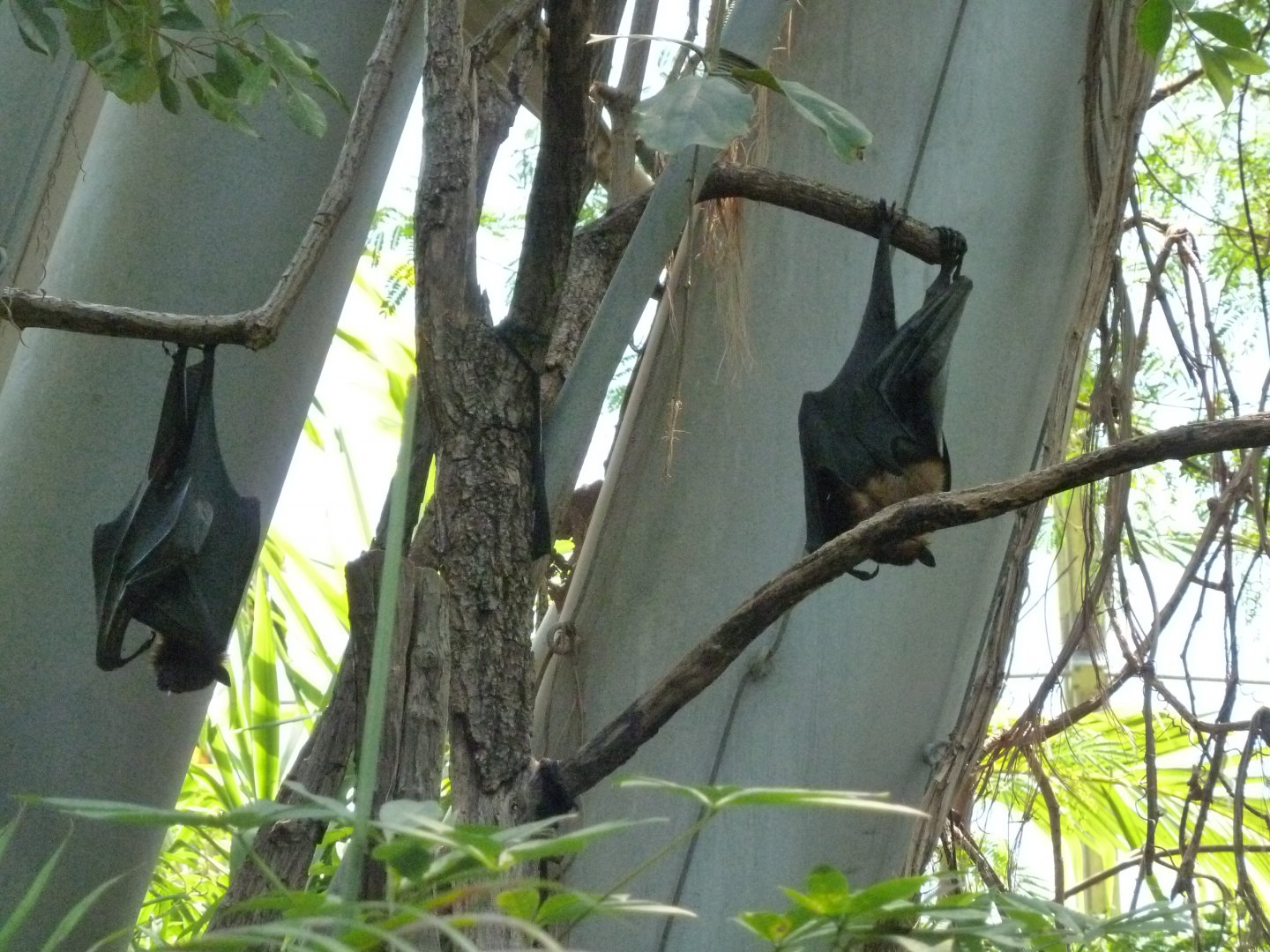 Dschungelwelt - Indian flying fox - Pteropus medius (?)