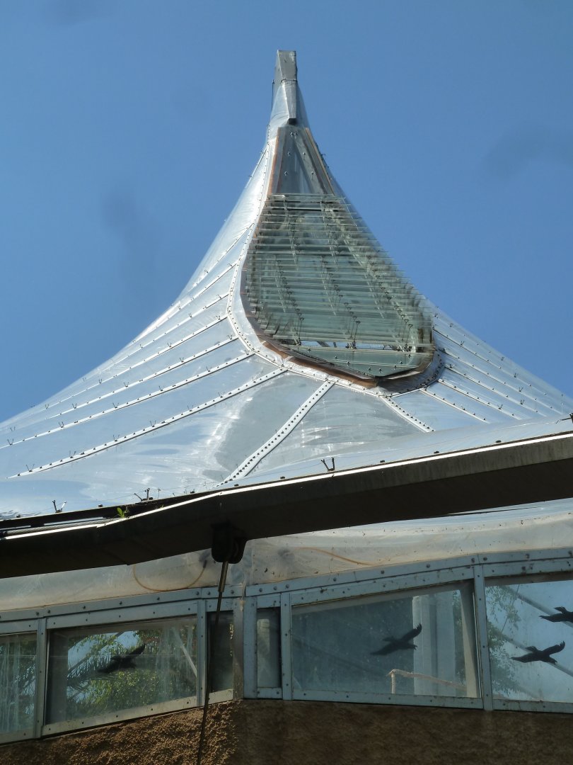 Dschungelwelt - Roof top