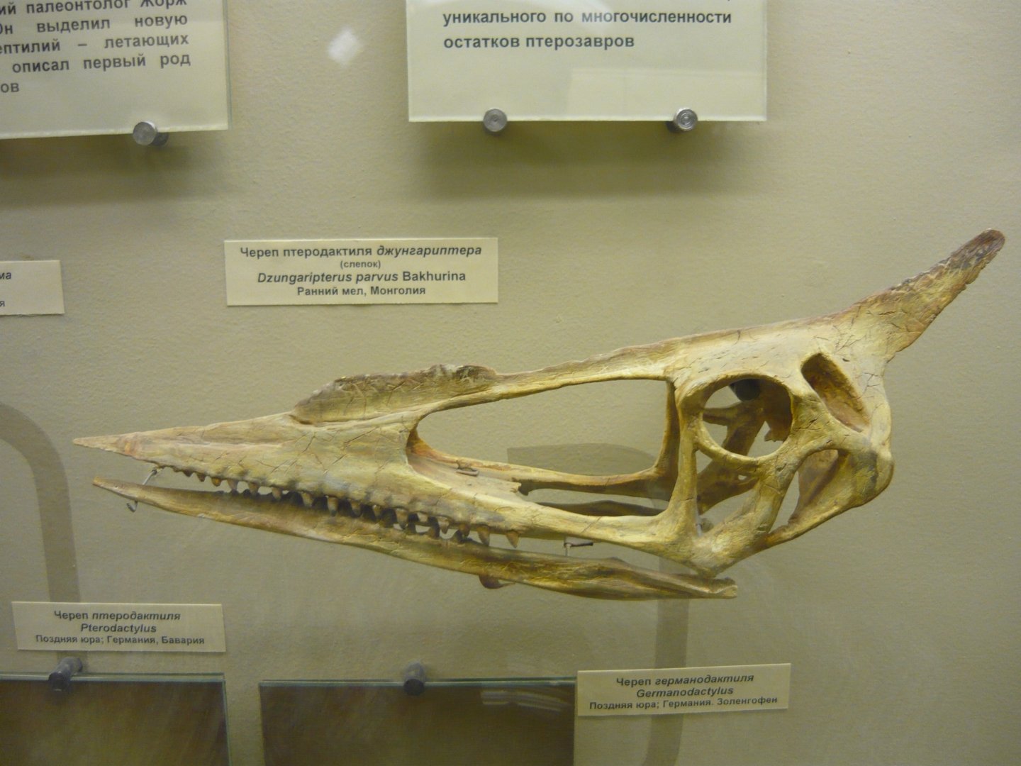 Dsungaripterus parvus skull (cast)