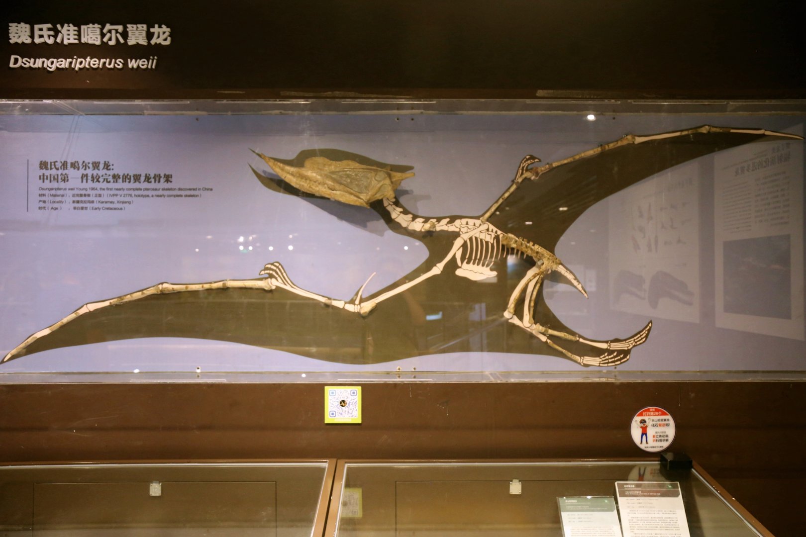 Dsungaripterus weii, Holotype (IVPP V2776)