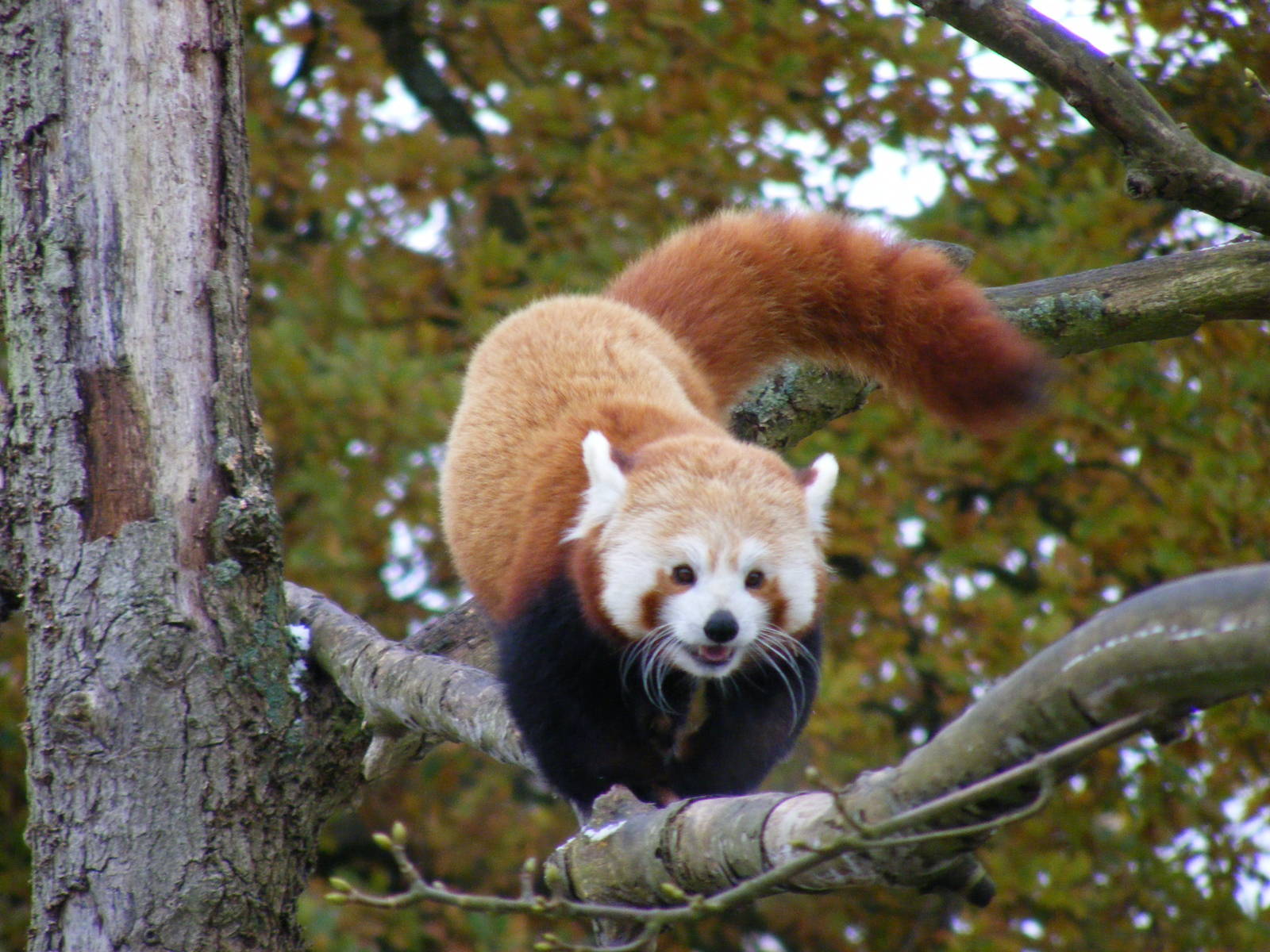Du-Du the red panda at Cotswold Wildlife Park, 27 November 2010