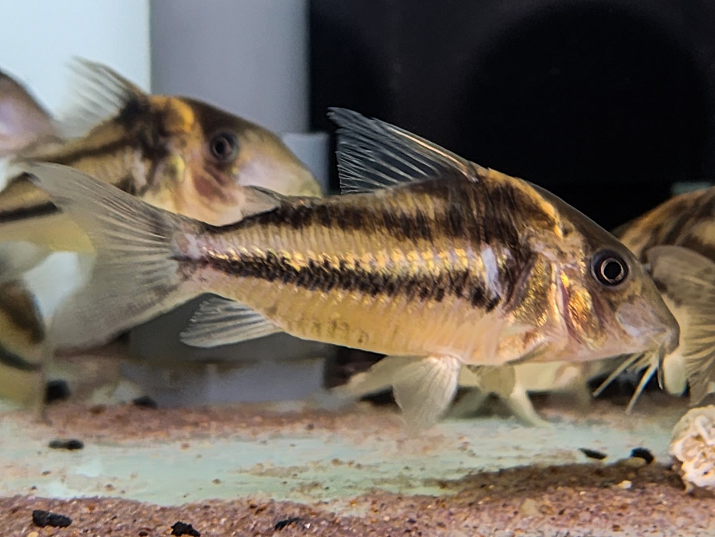 Dual-striped Cory (Brochis bifasciata 'Río Tapajós')
