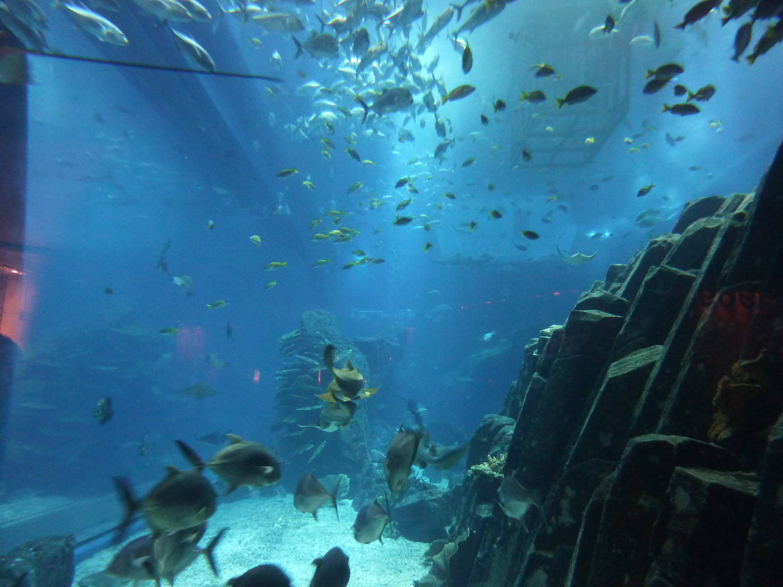 Dubai mall aquarium tank