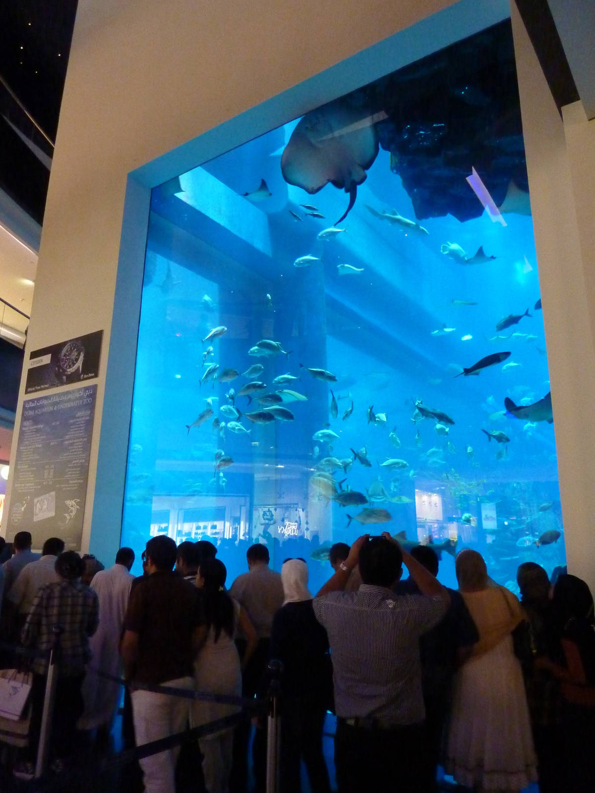 Dubai mall aquarium viewing window