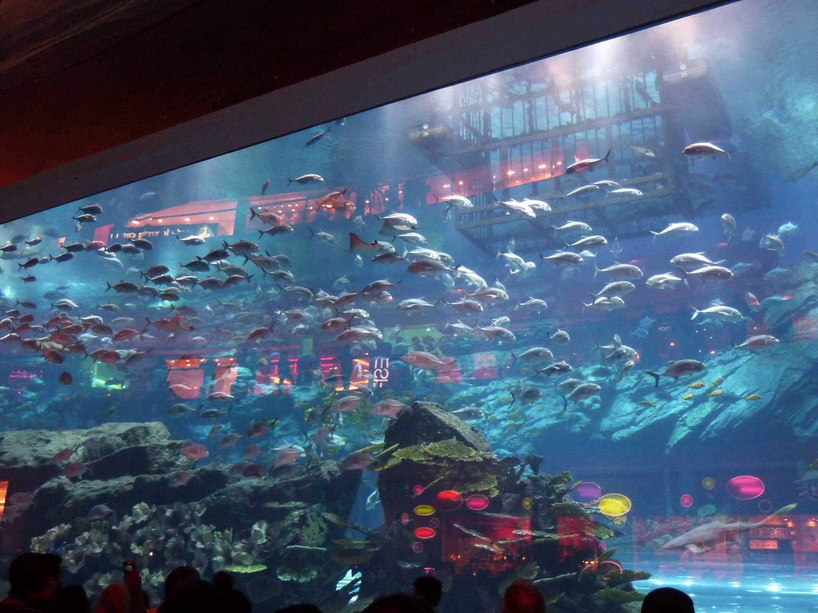 Dubai mall aquarium viewing window