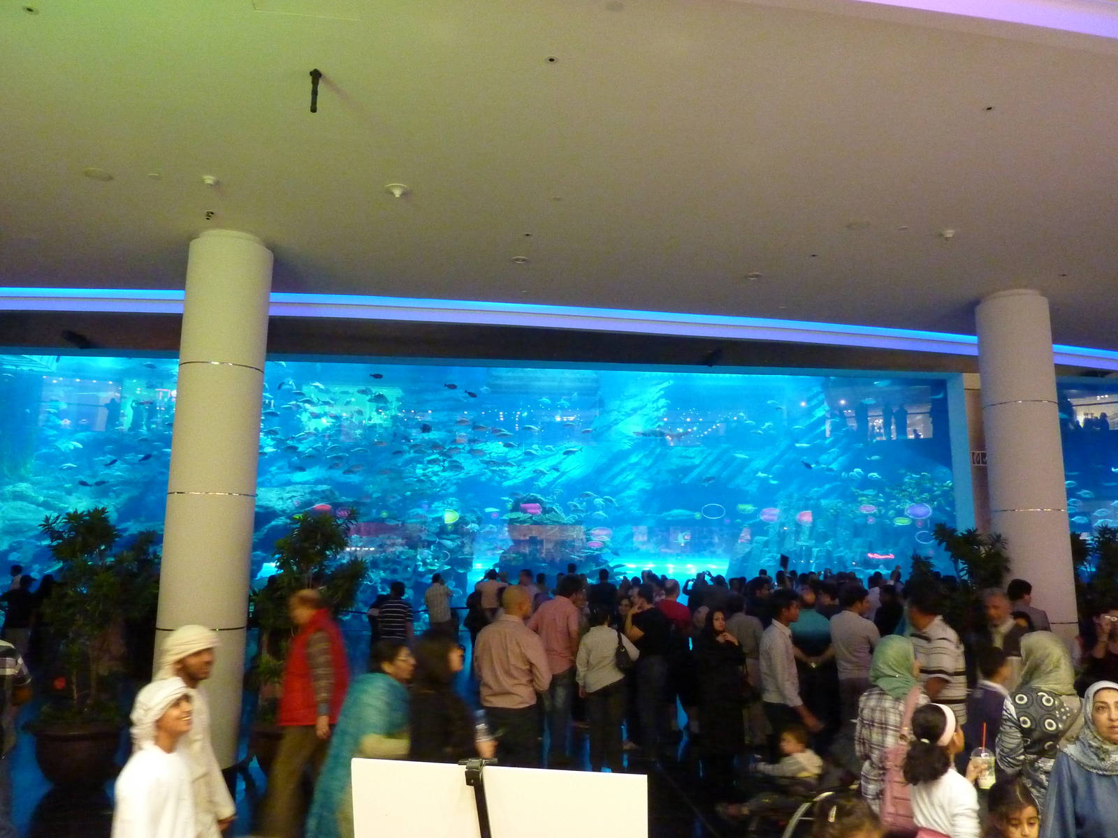 Dubai mall aquarium viewing window