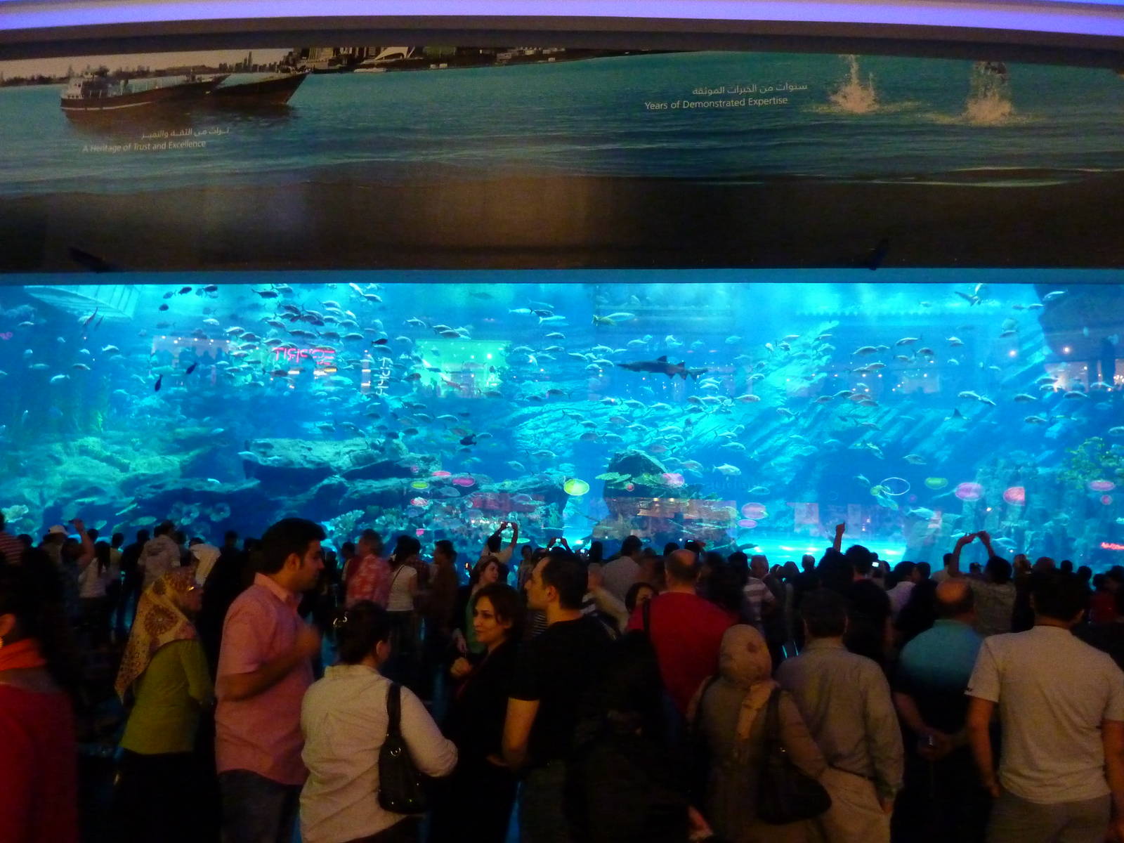 Dubai mall aquarium viewing window