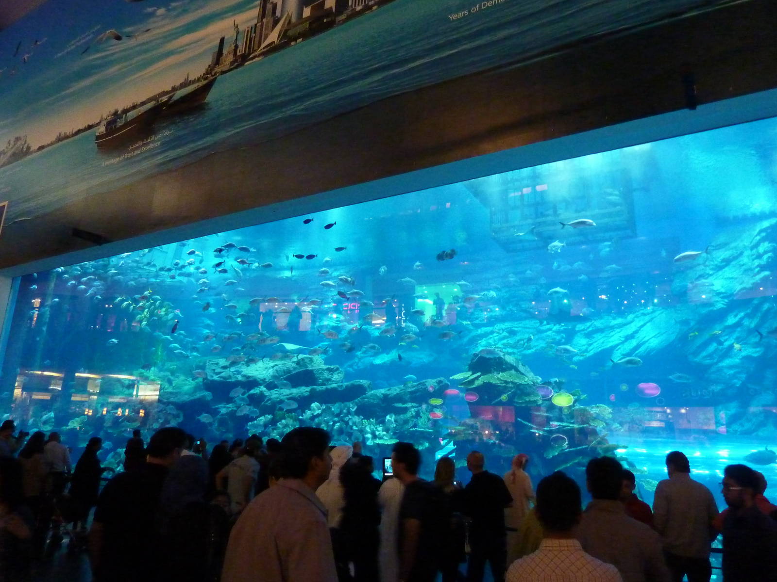 Dubai mall aquarium viewing window