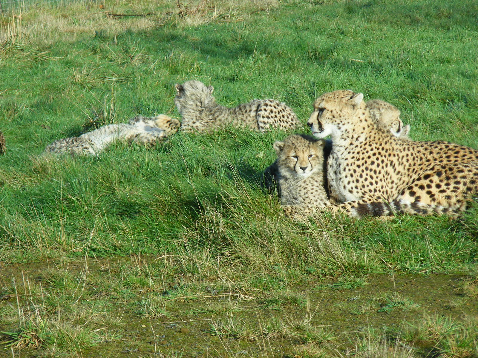 Dubai the Northern African cheetah with her cubs at Whipsnade Zoo, 11 Novem