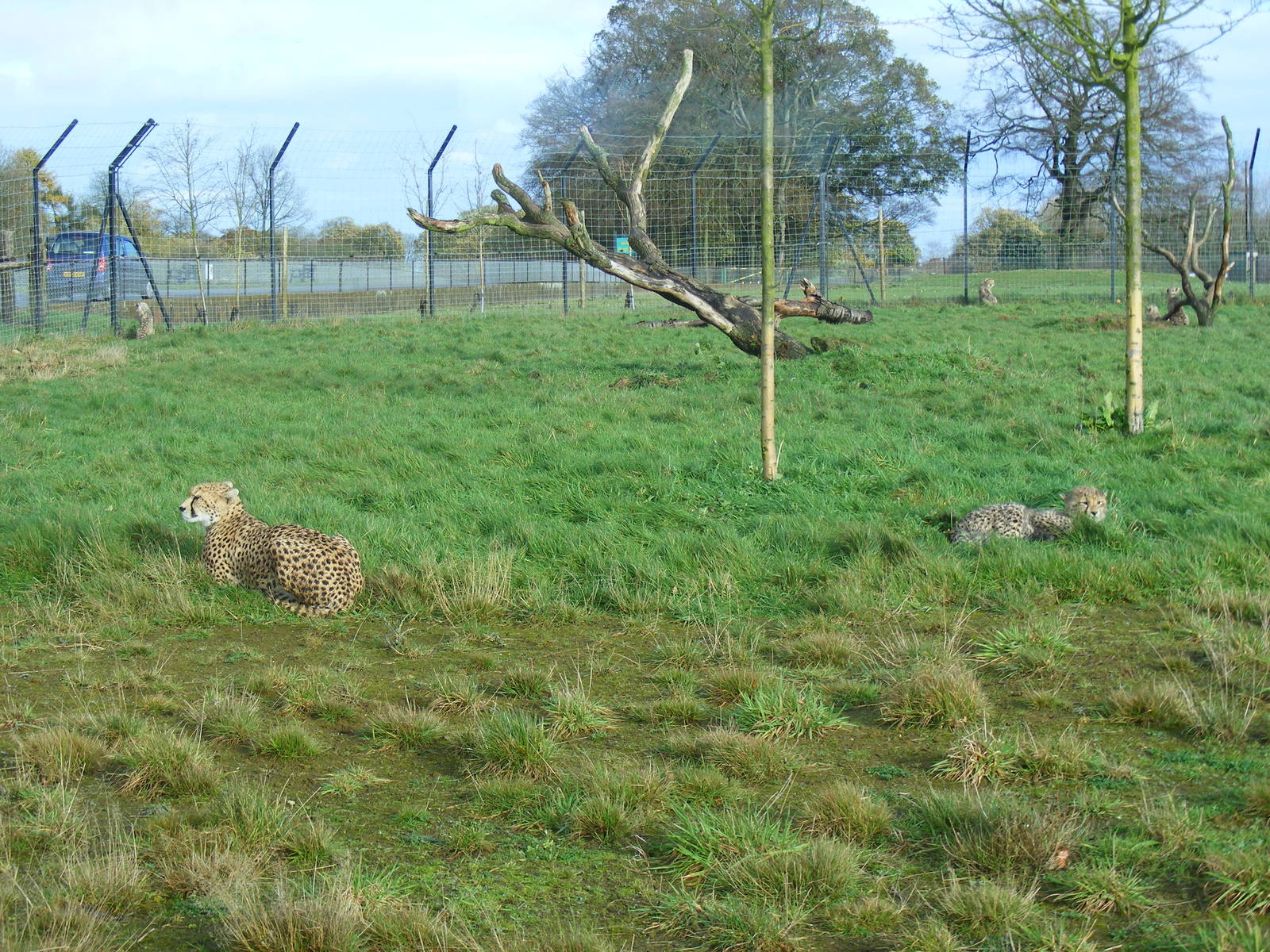 Dubai the Northern African cheetah with her five cubs at Whipsnade Zoo, 11