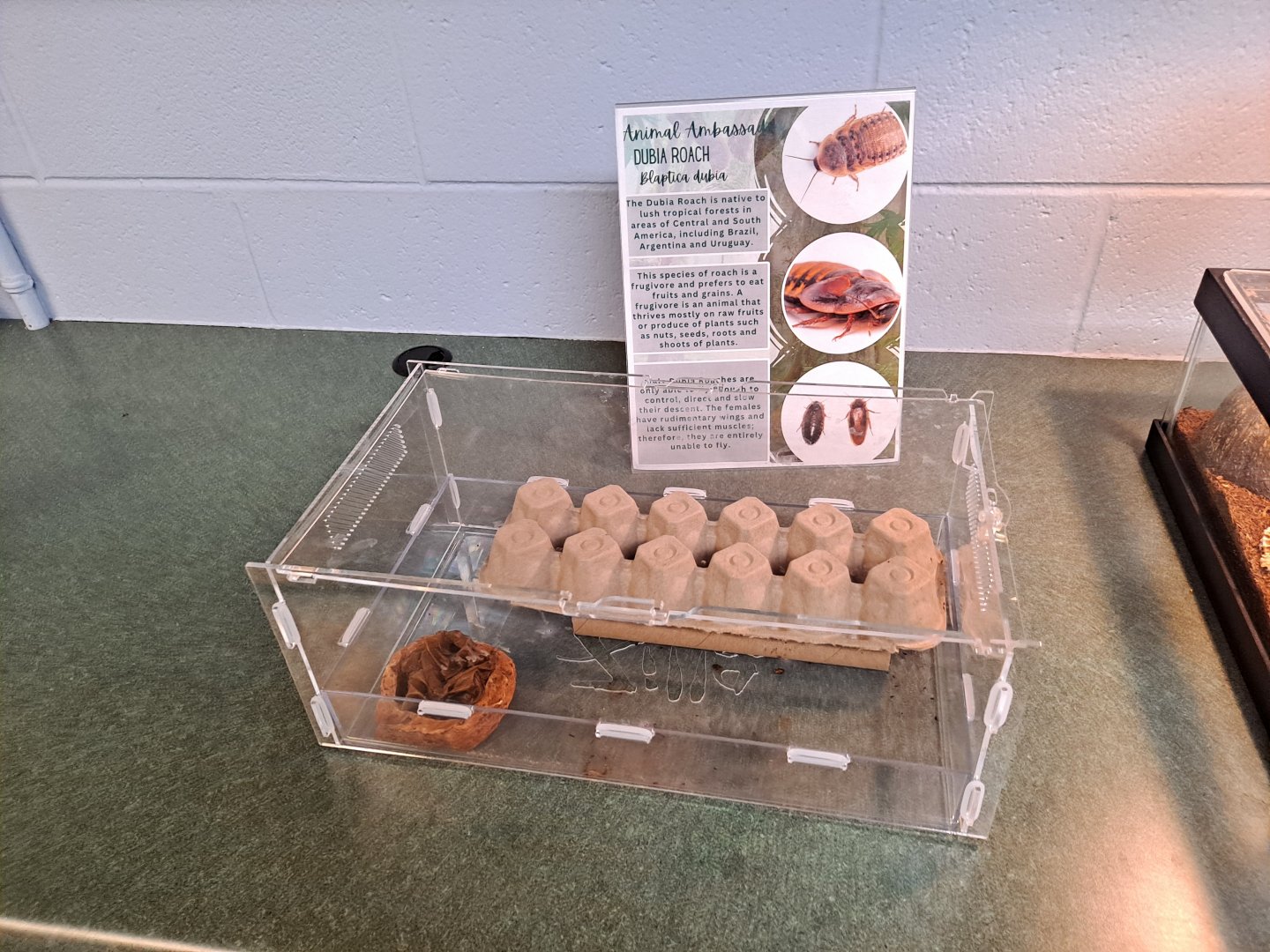 Dubia Roach exhibit (Pine River Nature Center, Goodells, MI, 4/16/25)