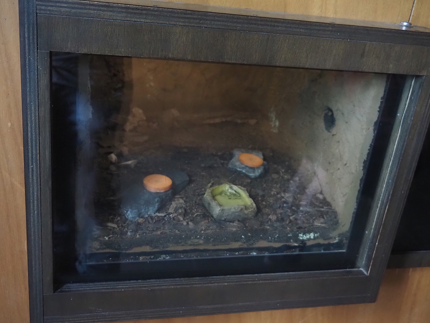 Dubia roach terrarium in former part of leafcutter ant colony, 2024-08-21