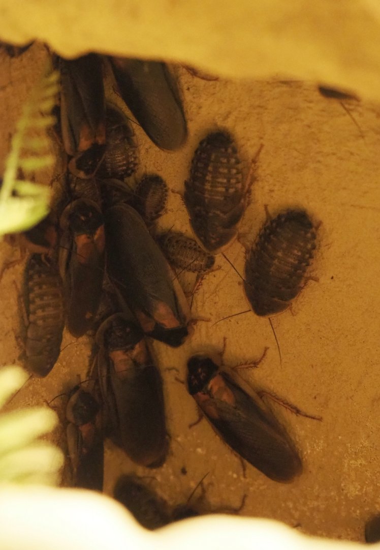 Dubia roaches (Blaptica dubia), 2020-09-12