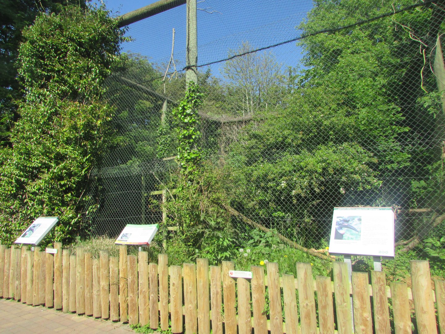 Dublin Zoo - Abyssinian ground hornbill exhibit