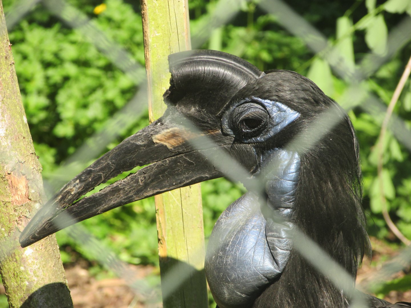 Dublin Zoo - Abyssinian ground hornbill