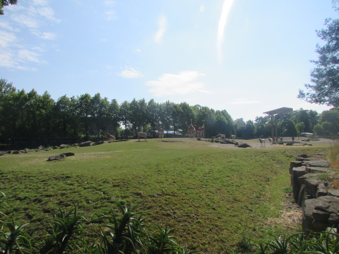 Dublin Zoo - African savanna