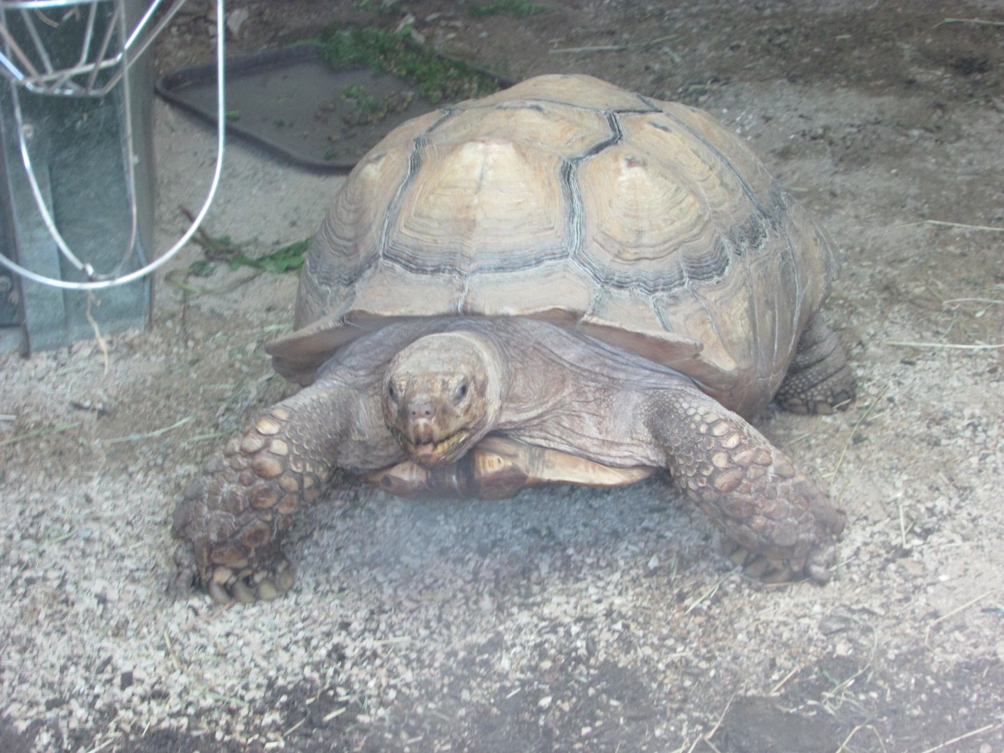 Dublin Zoo - African spurred tortoise