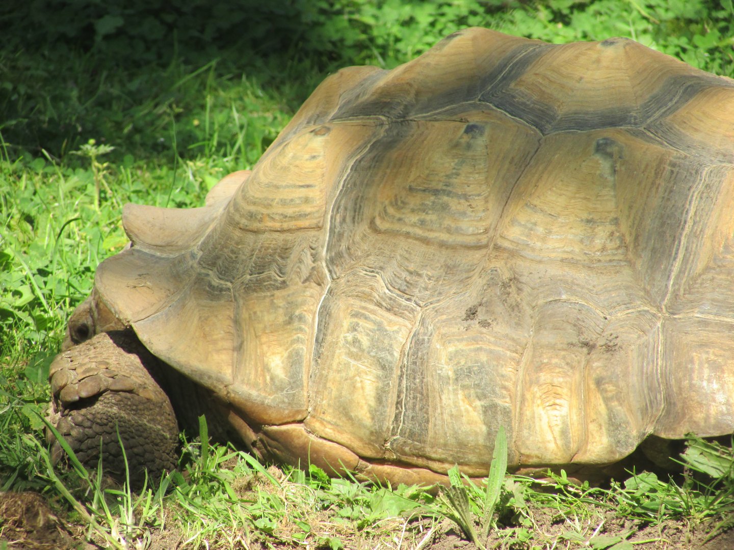 Dublin Zoo - Another African spurred tortoise