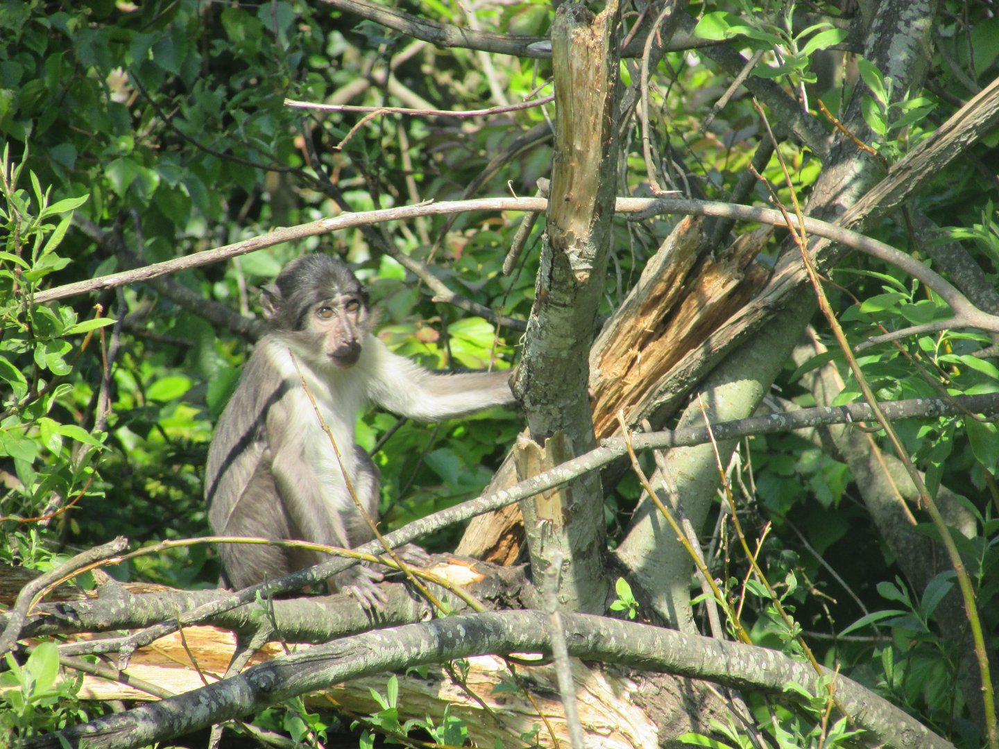 Dublin Zoo - Another baby white-naped mangabey