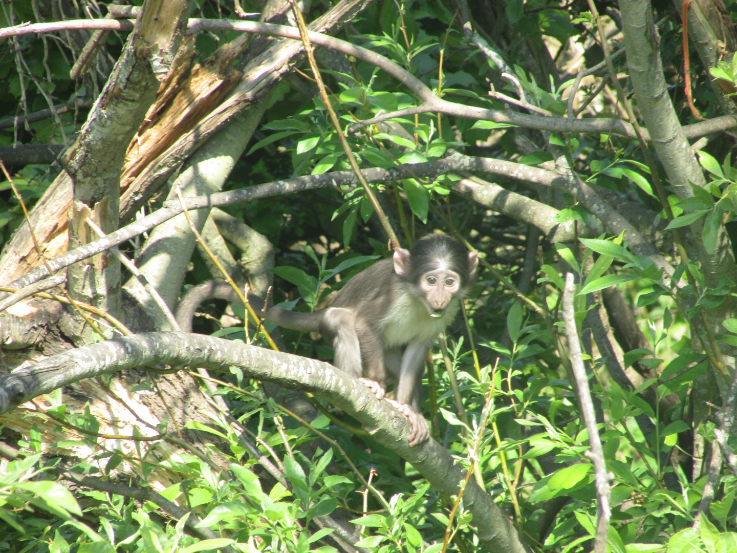 Dublin Zoo - Another baby white-naped mangabey