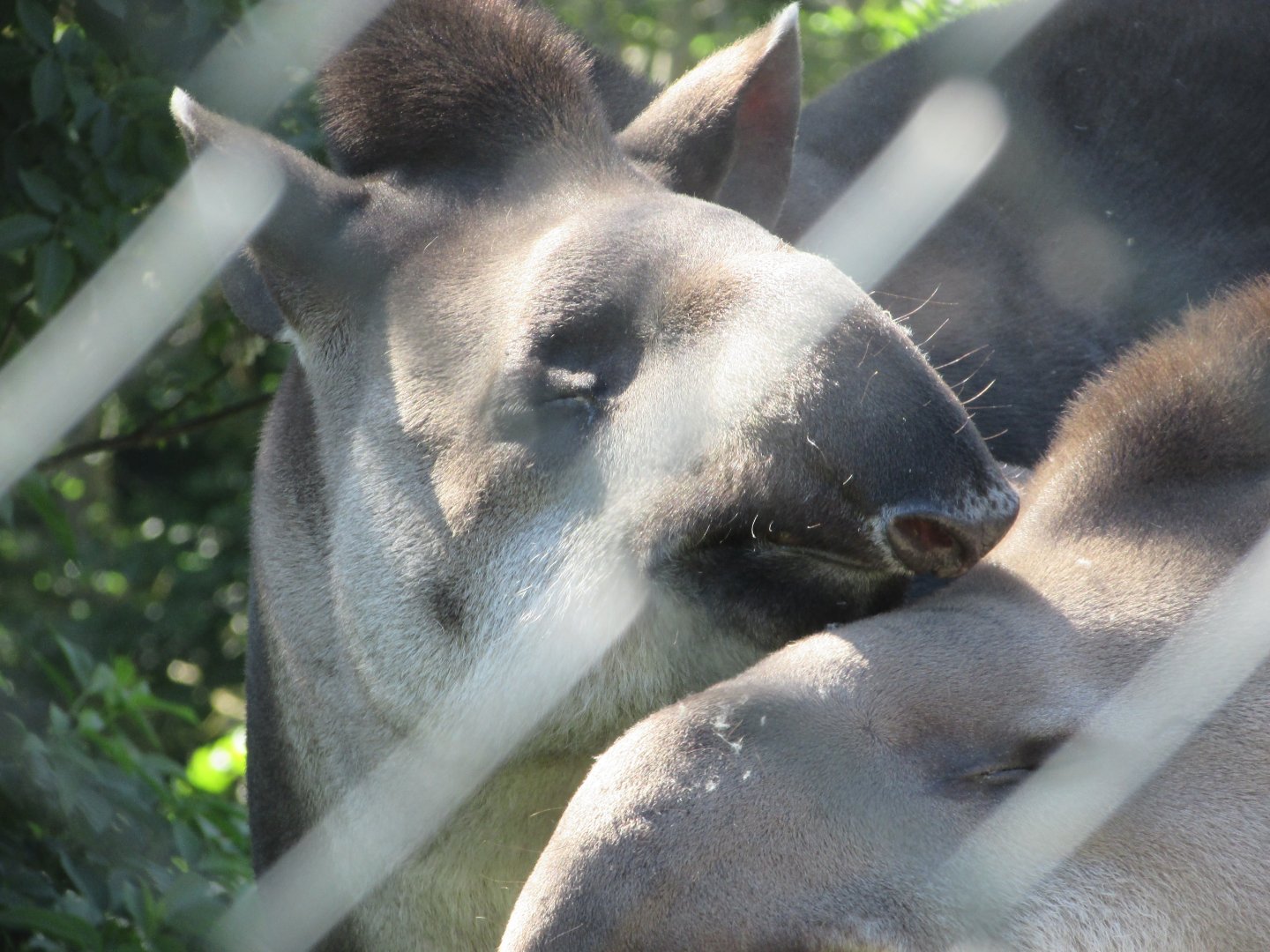 Dublin Zoo - Another Brazilian tapir