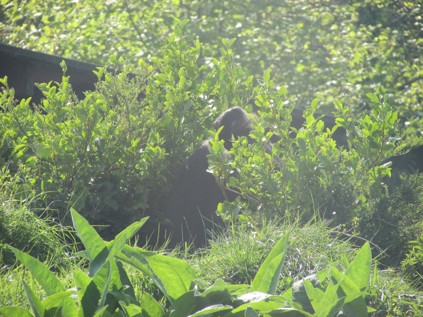 Dublin Zoo - Another female gorilla