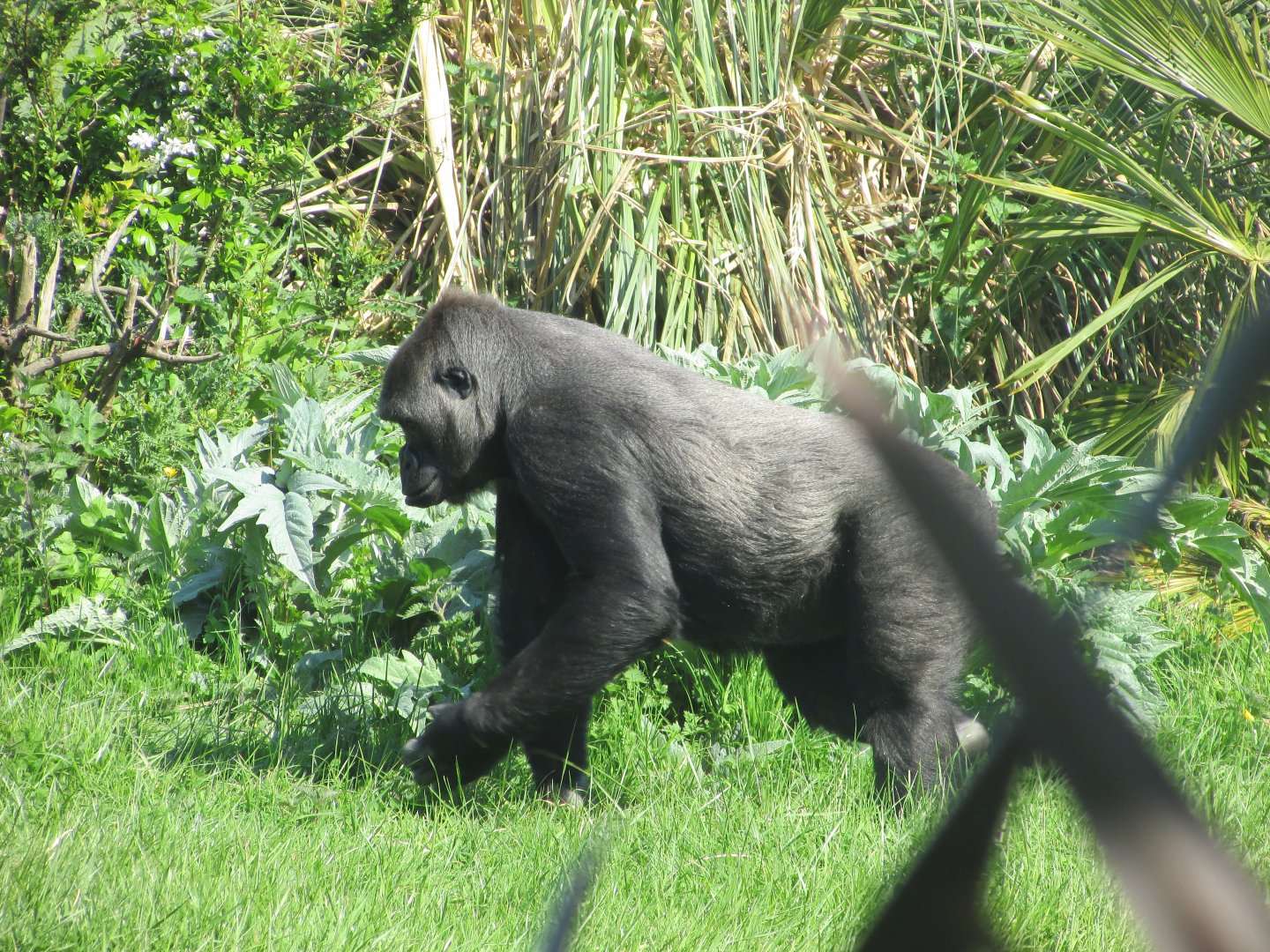 Dublin Zoo - Another female gorilla