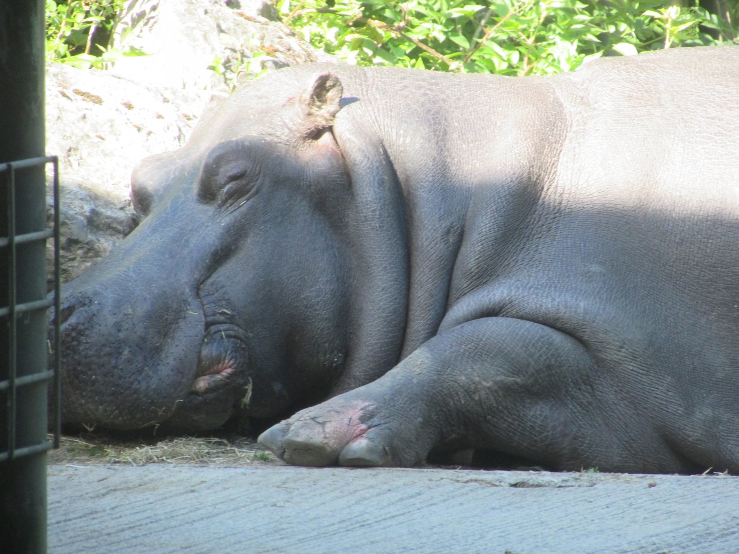 Dublin Zoo - Another Nile hippopotamus
