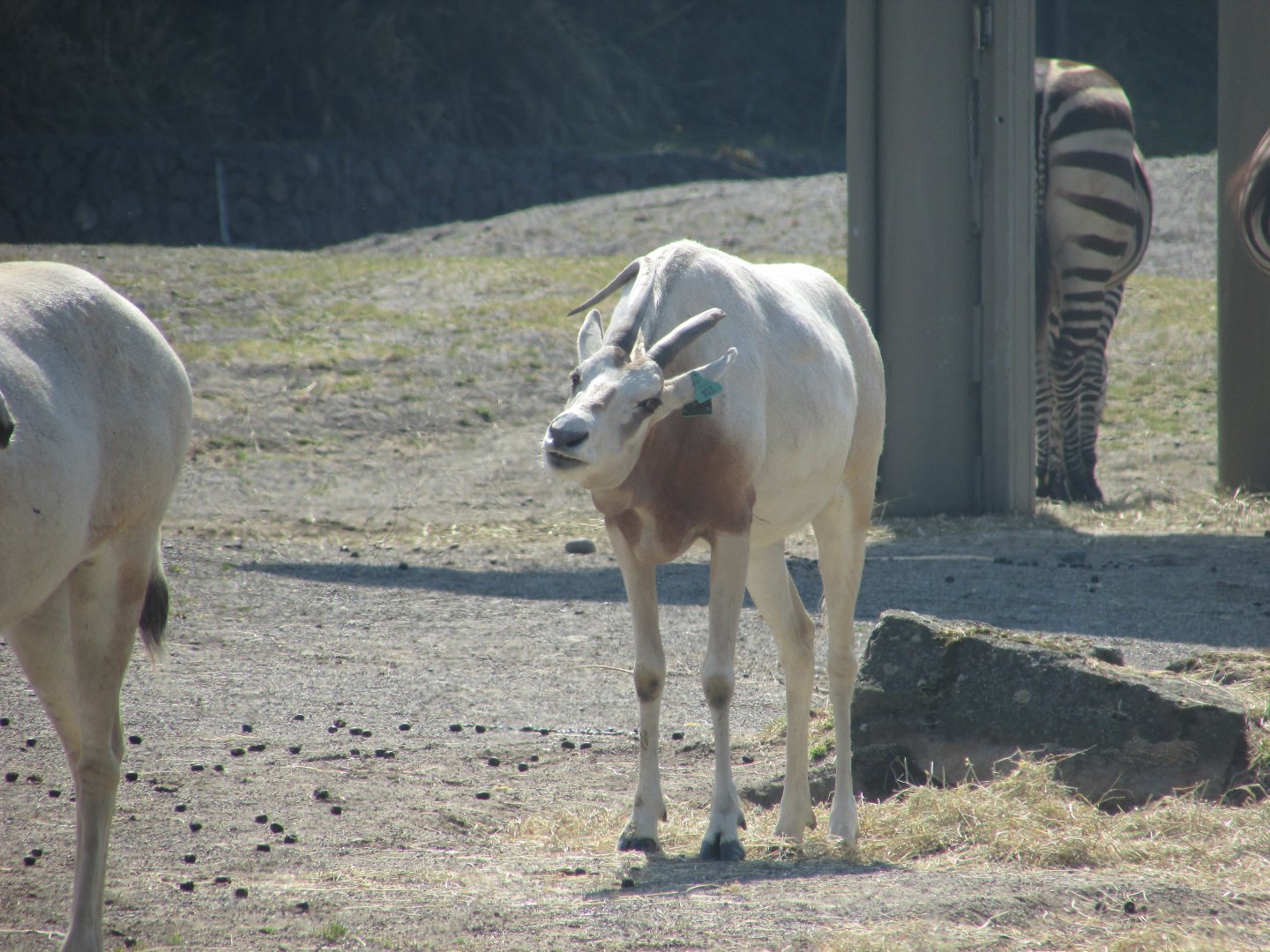 Dublin Zoo - Another scimitar-horned oryx
