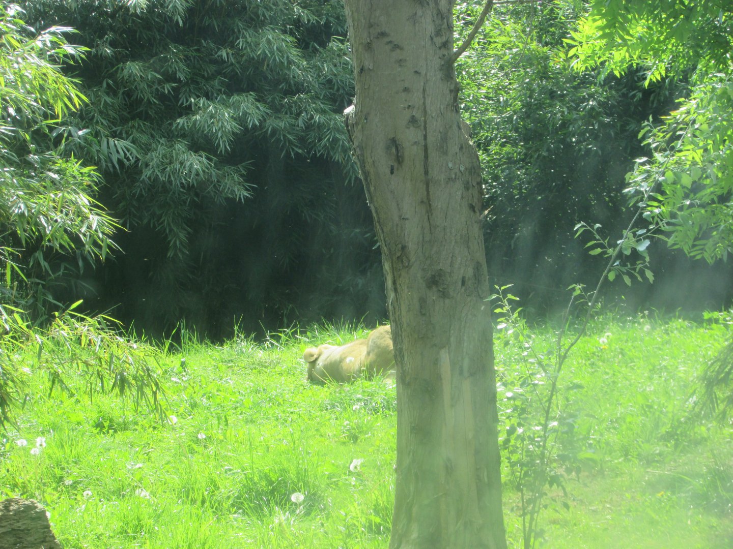 Dublin Zoo - Another sleeping Asiatic lioness