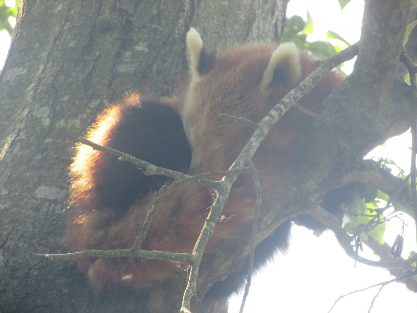 Dublin Zoo - Another sleeping red panda