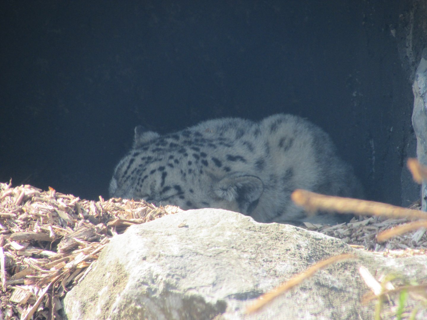 Dublin Zoo - Another sleeping snow leopard