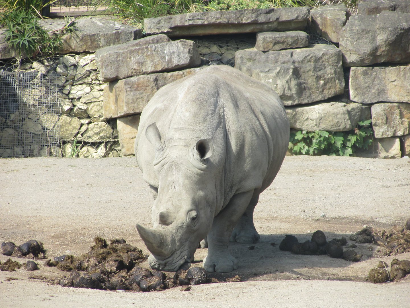Dublin Zoo - Another Southern white rhinoceros