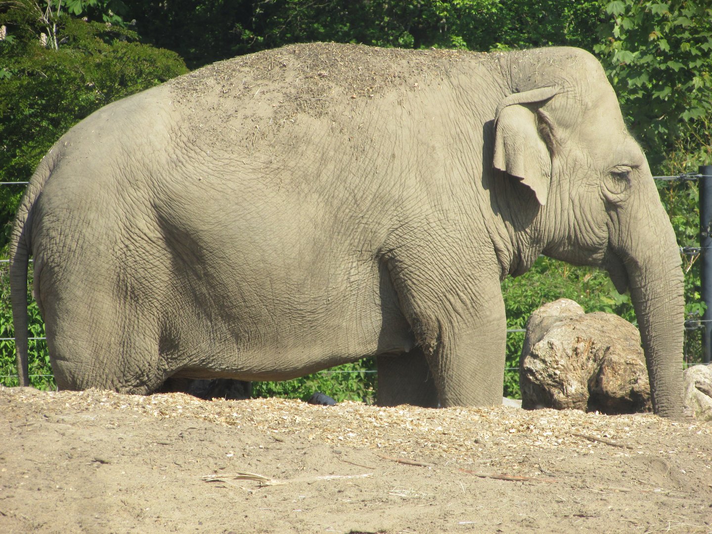 Dublin Zoo - Asian elephant