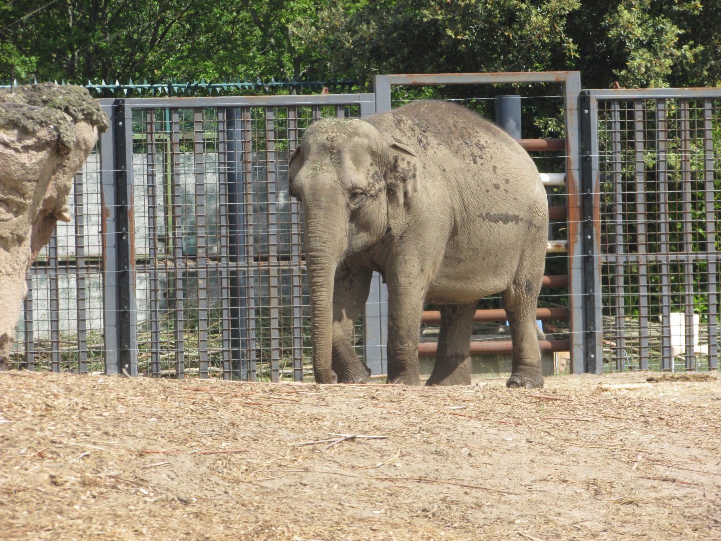 Dublin Zoo - Asian elephant