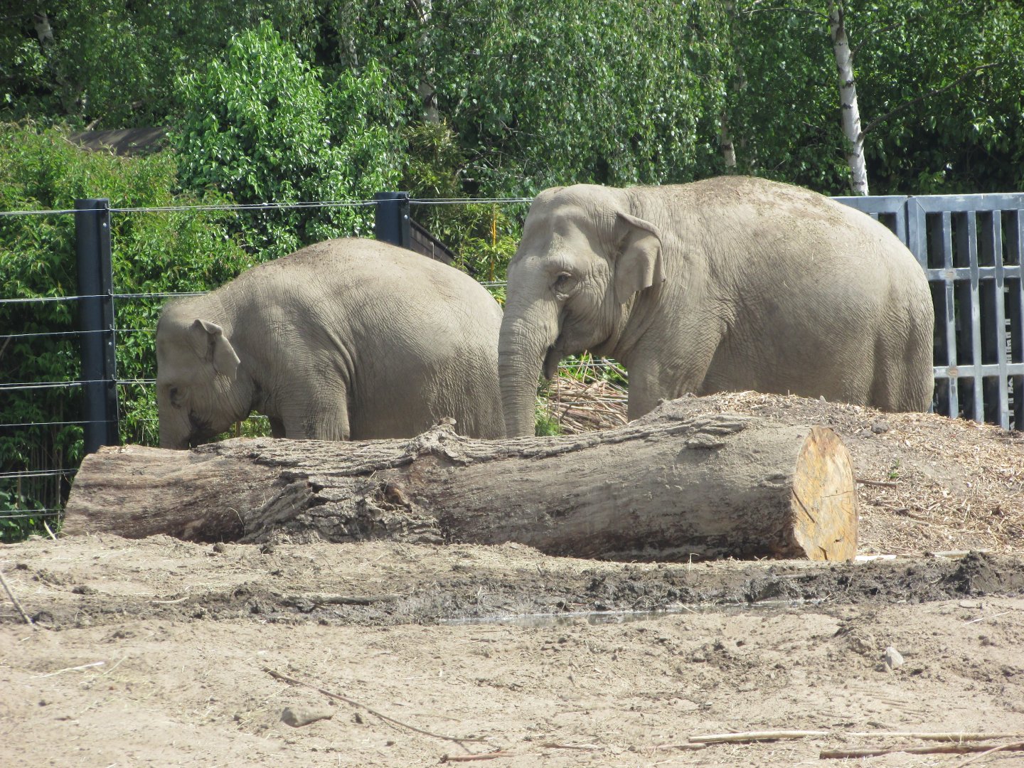 Dublin Zoo - Asian elephants