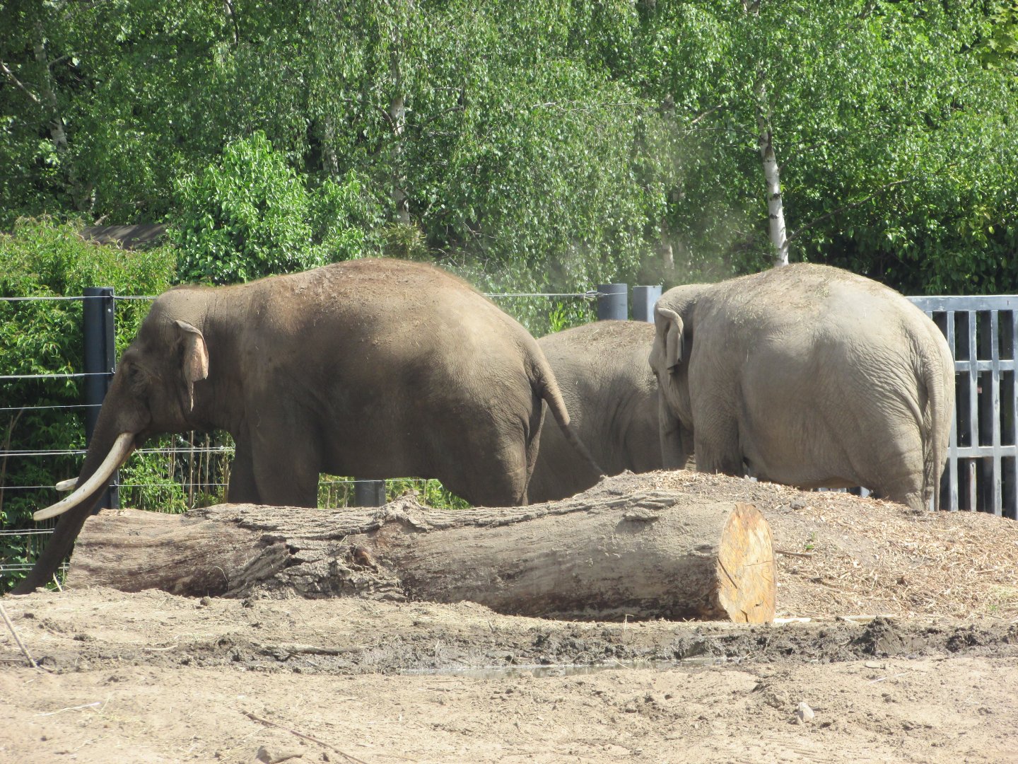 Dublin Zoo - Asian elephants