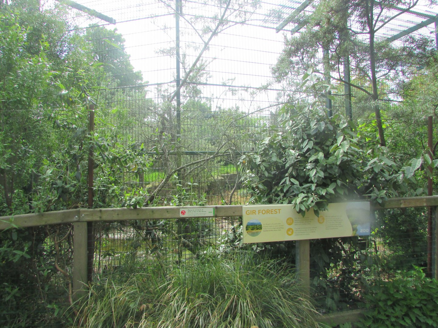Dublin Zoo - Asiatic lion enclosure