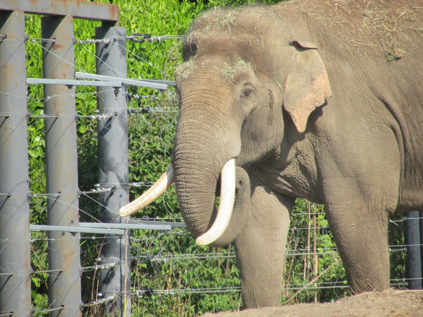 Dublin Zoo - Aung Bo