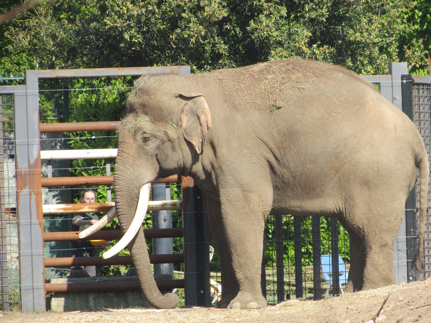 Dublin Zoo - Aung Bo
