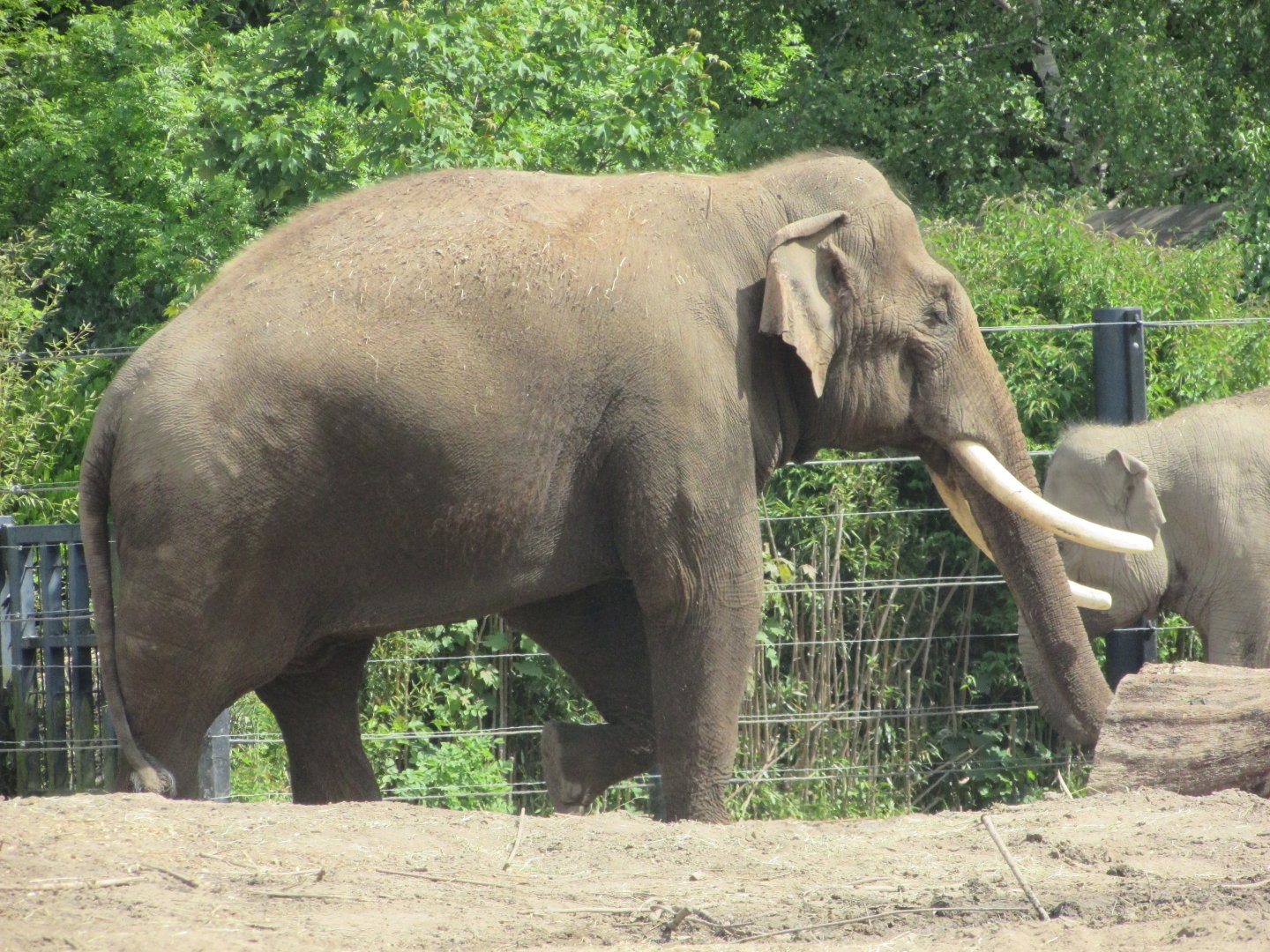 Dublin Zoo - Aung Bo